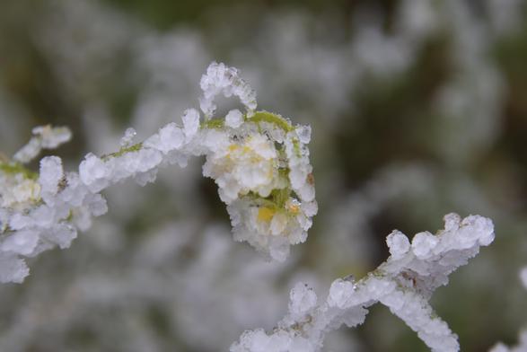 Mit Eis überzogene gelbe Rapsblüten.
Matzework