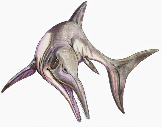 drawing of a prehistoric marine reptile