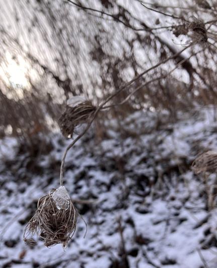 A brown wild carrot flower gone to seed and topped with ice bows towards the camera, grass and snow in the background, lit by soft winter sun.