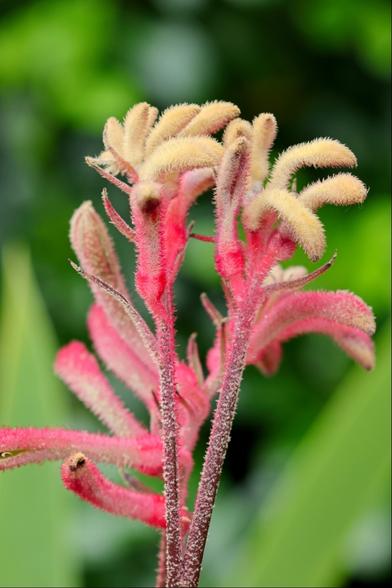Closeup of a cluster of furry flowers, curling like the toes on the paw of a kangaroo. They are a pale tan colour when immature, but the mature flowers are pinky-red. The background is blurry green vegetation