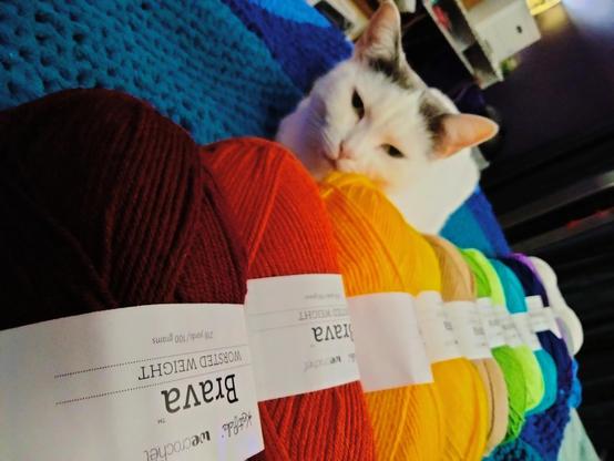 A white shorthair cat with grey ears perches on a blue knitted blanket behind a long row of skeins of yarn in a variety of colors.