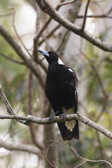 An Australian Magpie, sitting on a branch in a tree. It is a black bird with white patches (back of the neck, underside of tail near the rump, couple on the wings) and steel grey pointy beak.