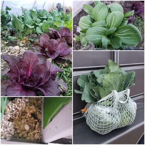From upper left: collards and red chinese cabbage under the low tunnel, a bunch of bok choy, a net shopping bag full of harvested veg from the low tunnel with bunches of collards sticking out, and the first egg in the hen house.