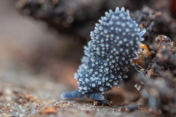 A photograph of a giant springtail with blue skin and white spines, crawling on some decaying wood.