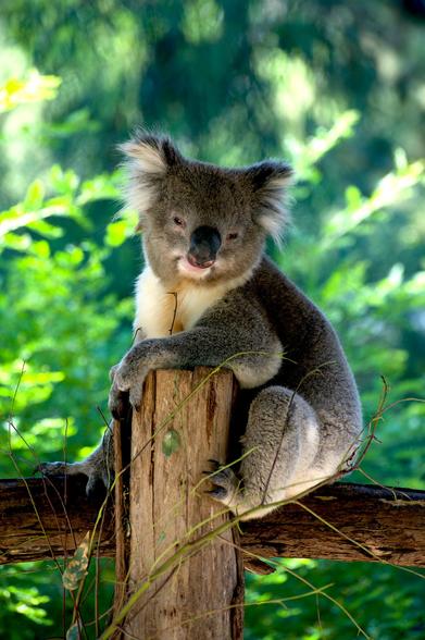 Koala, cute Koala, smiling Koala, male Koala, awake Koala
