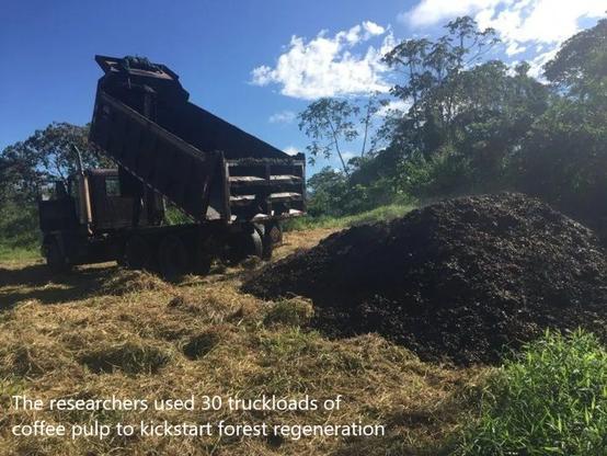 photo - The researchers used 30 truckloads of coffee pulp to kickstart forest regeneration