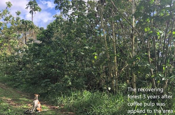 photo - The recovering forest 3 years after coffee pulp was applied to the area