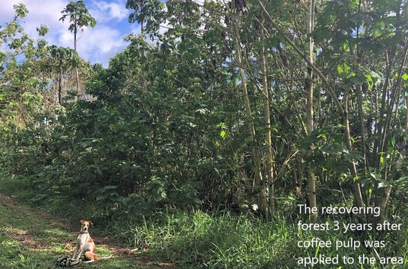 photo - The recovering forest 3 years after coffee pulp was applied to the area