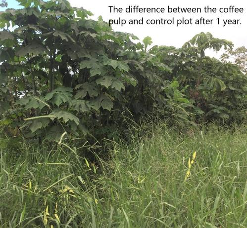 photo - The difference between the coffee pulp and control plot after 1 year