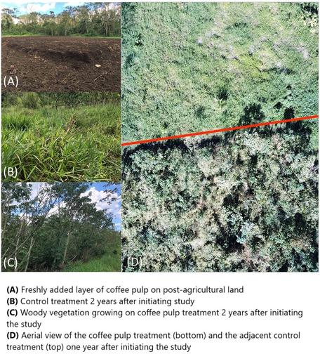 photos:
(A) Freshly added layer of coffee pulp on post-agricultural land
(B) Control treatment 2 years after initiating study
(C) Woody vegetation growing on coffee pulp treatment 2 years after initiating the study
(D) Aerial view of the coffee pulp treatment (bottom) and the adjacent control treatment (top) one year after initiating the study