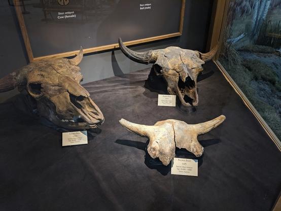 Bison antiquus skulls