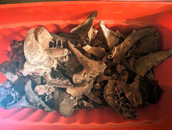 A tub of Bison antiquus skull fragments