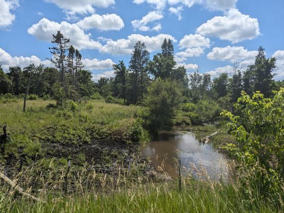 A creek cutting thru a peat deposit.