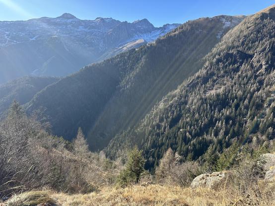 Montagne con alberi in un giorno di sole