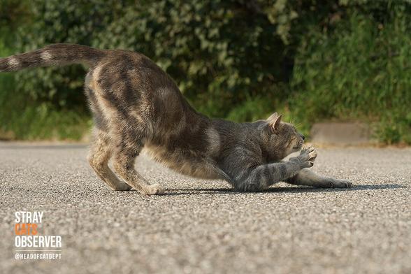 Gray tabby cat stretching