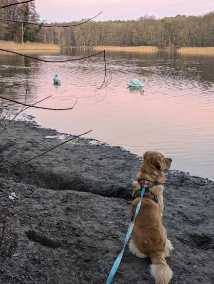 In soft afternoon winter light, a dog (leash visible) sits on a small beach at the lake. The trees on the far side are leafless. The pastel coloured sky also gives colour to the water, and two white swans are visible in the back. Dog looks the other way, as if deciding what to do.
