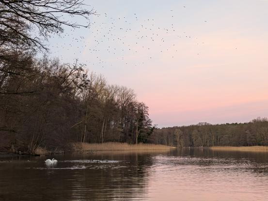 The sky above the lake is filled with a large flock of crows. The pastel coloured winter sky gives colour to the water, and two white swans are visible in the back.