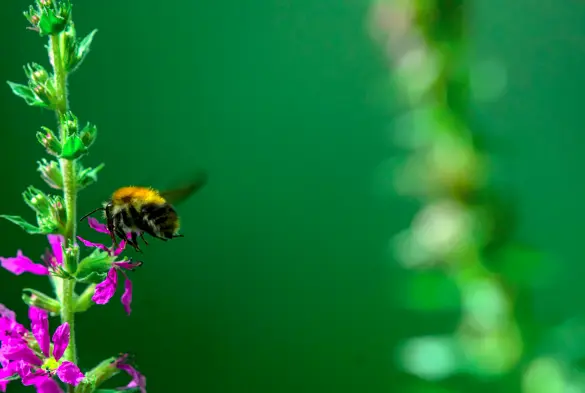 bild im querformat:
am linken bildrand ist ein pflanze mit ein paar rosa blühten die von einer kleinen hummel angeflogen wird. der rest des bildes ist unscharf in grün getaucht