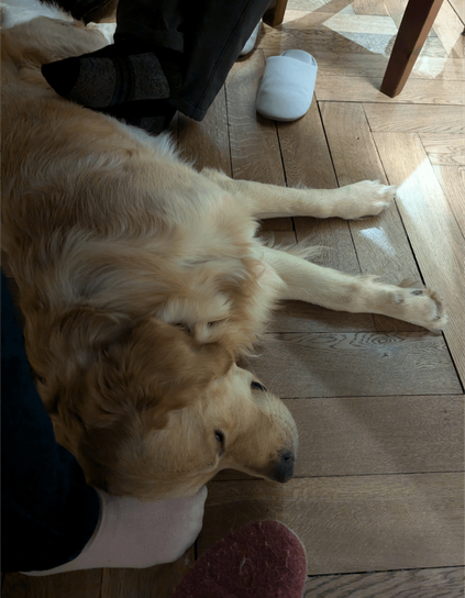 A half-asleep golden under a table at a party, on wooden floorboards. His eyes half closed, he knows he's in good company and warms other dog owner's feet. The firework noise does not disturb him much.
