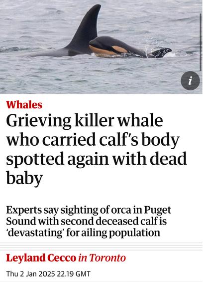 Whales
Grieving killer whale who carried calf’s body spotted again with dead baby
Experts say sighting of orca in Puget Sound with second deceased calf is ‘devastating’ for ailing population Leyland Cecco in Toronto

Thu 2 Jan 2025