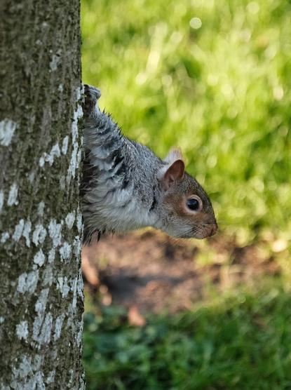 Sweaty squirrel peaking from behind a tree.