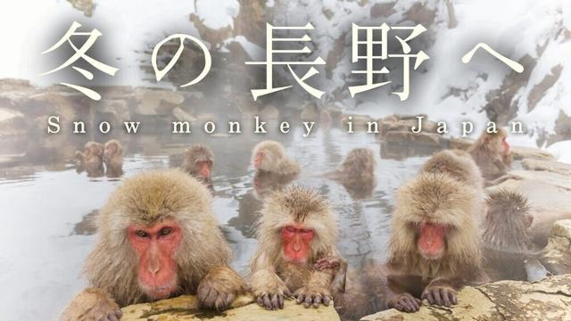 冬の長野を巡る、2日間の鉄道旅行❄️地獄谷温泉｜湯田中｜小布施｜善光寺