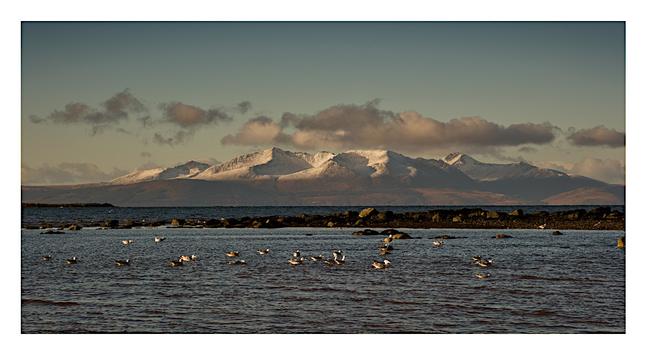 A view of the Isle of Arran taken from Ardrossan. In the foreground are many gulls bobbing in the sea with some low rocks behind them. Arran's snowy hills dominate the background.