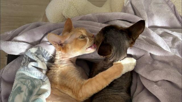 とっても仲良しのデボンレックス兄弟です(Devon Rex brothers keeping a good relationship)