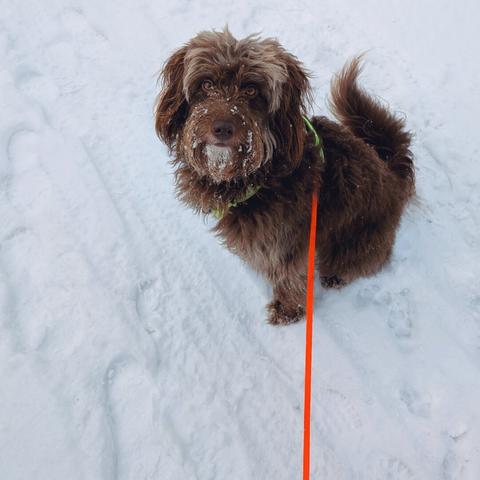 Watson, eine mittelgroße Hündin mit wuscheligem braunen Fell, trägt ein gelbes Geschirr und ist an einer dünnen orangenen Leine, Sitz im Schnee. auch in ihrem Fell im Gesicht hängt Schnee.