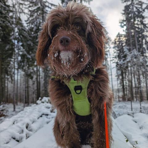 Watson sitzt im Schnee, hinter ihr der winterliche Wald