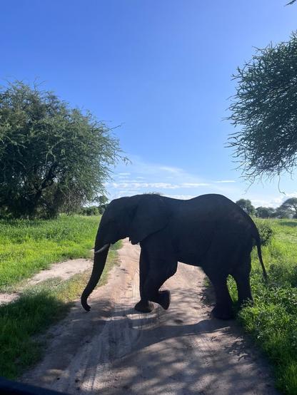 An elephant crossing a dirt road