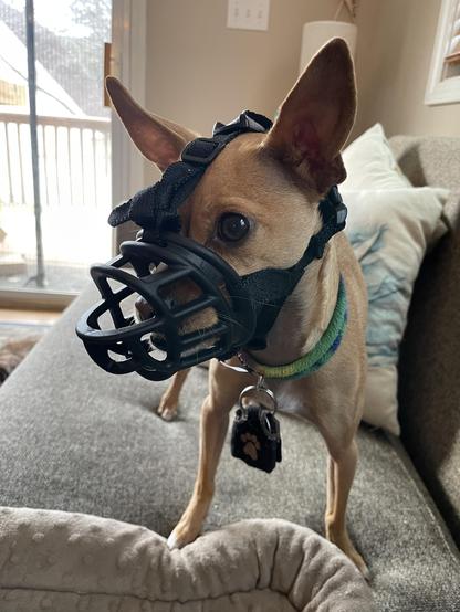 tan chihuahua wearing a black basket muzzle facing to the left.