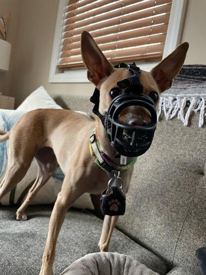 tan chihuahua wearing a black basket muzzle facing the camera.