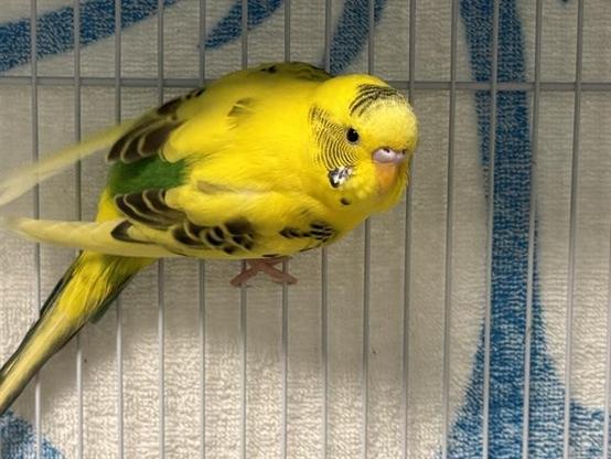 Garnet the parakeet in a cage at the Nevins Farm shelter. Her feathers are mostly bright yellow with some blackish/dark brown details around her face and on her wings, which also have a little green. she's hanging on the side of the cage and looking at the camera