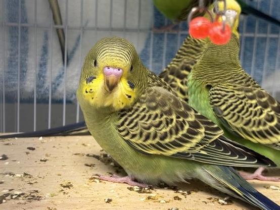 opal the baby parakeet in a cage at the nevins farm shelter. Her feathers are yellow with dark brown patterning, which is lighter on her stomach. she's looking at the camera. a second, larger parakeet with similar coloring is standing behind her