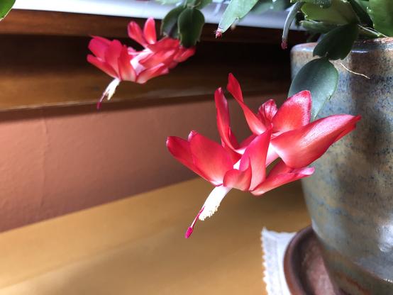 Two Christmas cactus bloom of crimson bobbing down like dragons from the sky.
