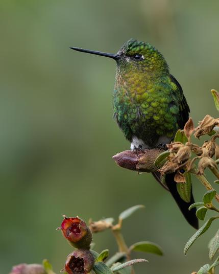 Kolibri, grün mit weißen Höschen, auf Blüte