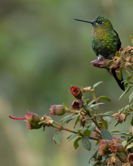 Kolibri, grün mit weißen Höschen, auf Blüte