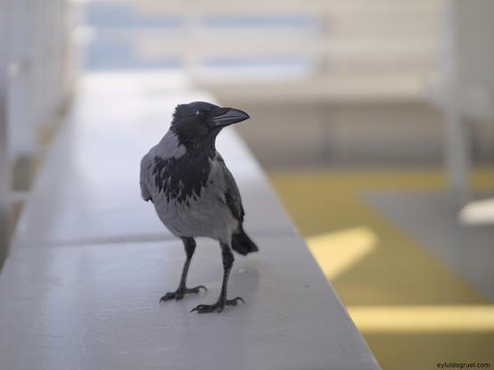 a crow staring above, sitting on a ferry seat. eyluldogruel.com