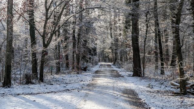 Photo of a fire road in the woods. Everything is covered in snow, more or less, and most branches have ice on them. Brown and white.