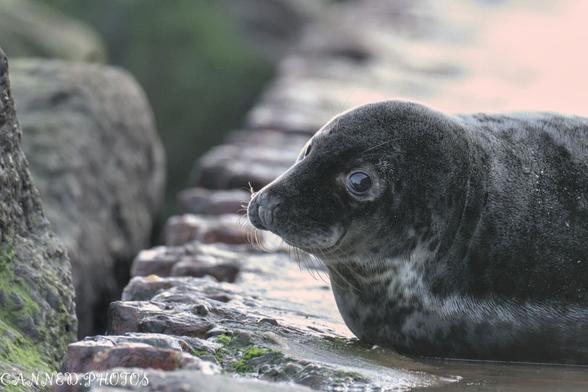 A seal with a speckled coat rests on a rocky surface near the water.