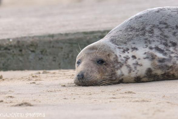 A spotted grey seal lies on the sandy beach.