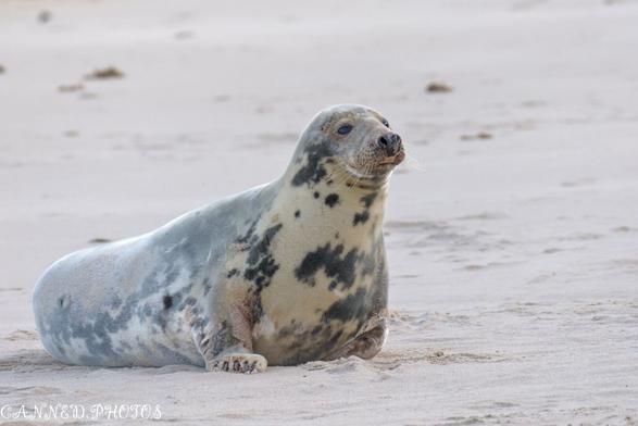 A spotted grey seal lies on the sandy beach, facing slightly left.