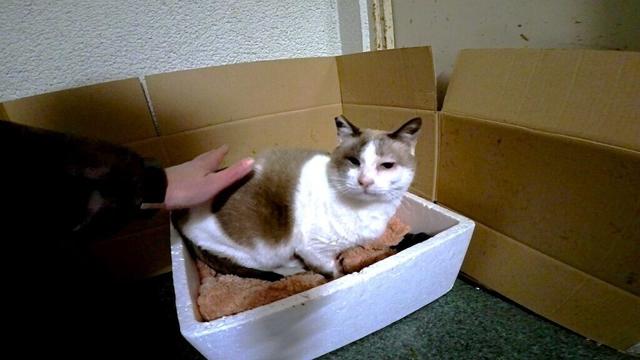 アーケードで暮らすシャム猫の所へ立ち寄ったらスリスリ甘えて来た🎍