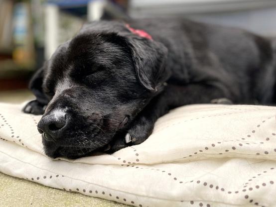 Head and shoulders image of an adult black Labrador cross dog asleep on a white and brown-spotted blanket outdoors. He's wearing a red collar and one of his front paws is visible under his chin.