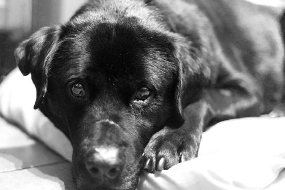 Frontal portrait of an adult black Labrador cross dog lying on a blanket on a tiled kitchen floor. He's slightly off-centre to the left in the frame and he's looking directly into the lens.