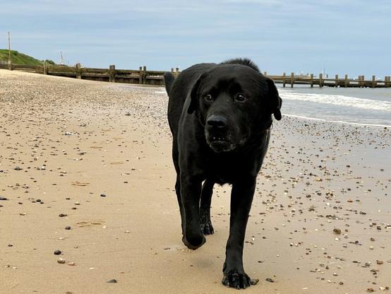 Adult male black Labrador dog walking on a sandy beach from left to right on a slightly overcast day. There is a wooden groyne behind him and he's looking to the left of the frame.