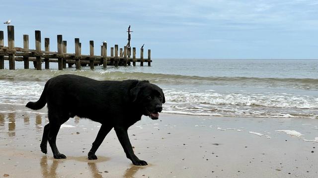 Adult male black Labrador dog walking on a sandy beach from left to right on a slightly overcast day. There is a wooden groyne behind him and he's looking to the left of the frame.