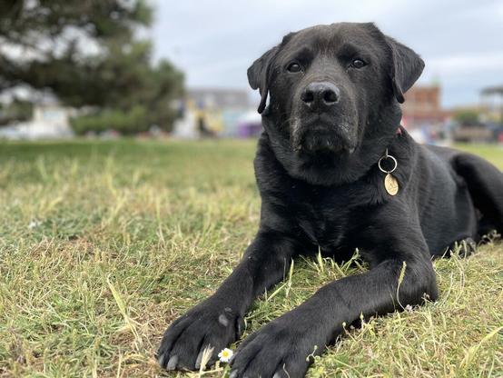 Adult male black Labrador dog walking on a sandy beach from left to right on a slightly overcast day. There is a wooden groyne behind him and he's looking to the left of the frame.