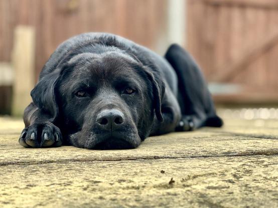 Head and shoulders image of an adult male black Labrador cross dog lying sleepily on a stone patio. There is a wooden fence behind him."